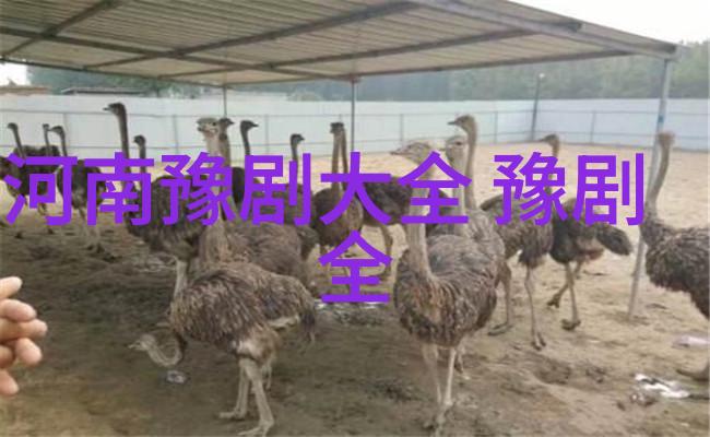 大型贺岁版先锋豫剧新抬花轿融入更多流行元素